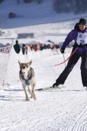 Lenk 2013